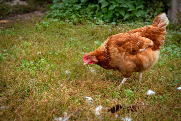 A close-up red chicken walks through the village.