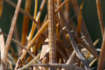 Fototapeta premium Forest of Stenocactus Senbamanba) long thorns, close up macro photography.
