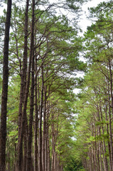 fresh ozone of natural pine forest in countryside at Bo Kaeo Silvicultural Research Station, Thailand