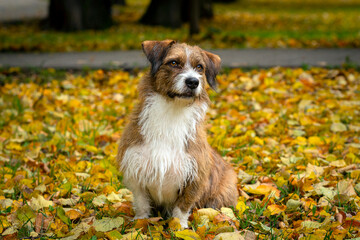 Dog of unknown breed on the background of fallen leaves. Close-up.