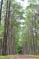 fresh ozone of natural pine forest in countryside at Bo Kaeo Silvicultural Research Station, Thailand