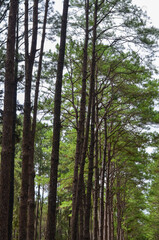 fresh ozone of natural pine forest in countryside at Bo Kaeo Silvicultural Research Station, Thailand