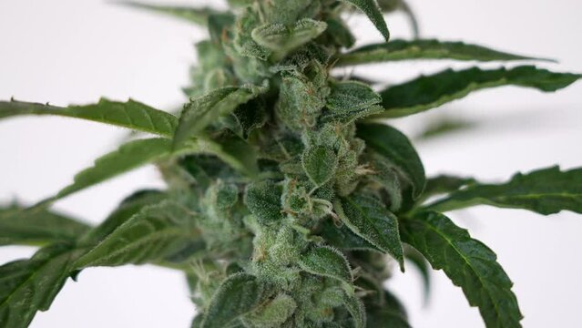 Cinematic close up shot of cannabis plant bud. Natural medicinal CBD marihuana at home 4K.