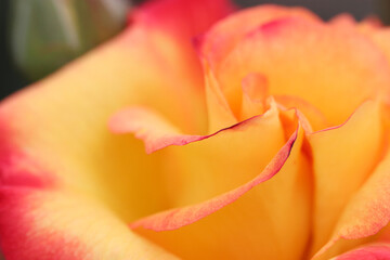 Gorgeous orange and red frilled rose flowers closeup macro texture.