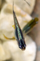 Japanese black gold and silver　colored aquarium Ricfish with eggs, swimming in the biotop, closeup macro photography.