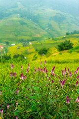 Obraz premium Aerial view of golden rice terraces at Mu cang chai town near Sapa city, north of Vietnam. Beautiful terraced rice field in harvest season in Yen Bai, Vietnam