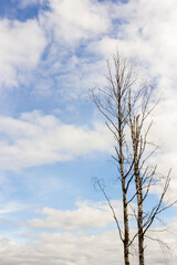 Fototapeta na wymiar Naked tree with no leaves on sky background