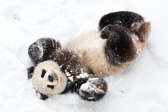 Giant Panda In The Snow 