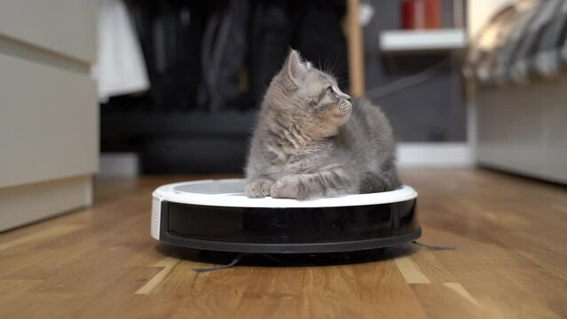 Housekeeping help, new technology, smart home, daily vacuuming. Cute sleepy tabby little cat sitting behind robot vacuum cleaner. Modern intelligent household appliances for cleaning.
