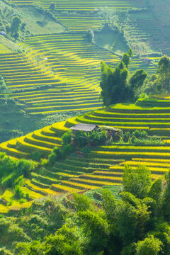 Aerial view of golden rice terraces at Mu cang chai town near Sapa city, north of Vietnam. Beautiful terraced rice field in harvest season in Yen Bai, Vietnam