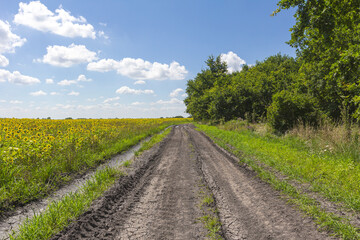 Fototapeta na wymiar summer, dirt road along the forest and fields with sunflowers.