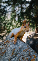 Naklejka na ściany i meble Portrait of Eurasian red squirrel 