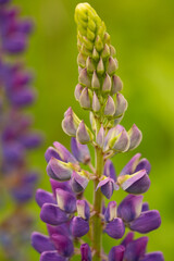 Closeup of lupine flowers in a Vernon, Connecticut meadow.