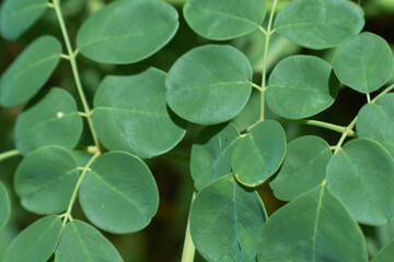 green leaves background