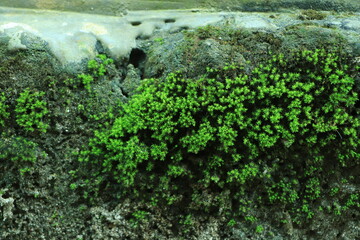 Photo depicting a bright green moss on an old stone wall. Closeup. Slovenia, Ljubljana city, Castle area.