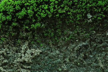 Decorative green moss used for interior design as creative background, decoration of modern living and office spaces, natural texture of reindeer moss. Wall with lichen