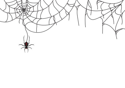 spider web on a White Background for halloween design