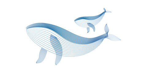 Vector illustration Humpback Whale parent and child by line art texture minimal style isolated on white background.