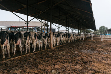 Cattle lined up in a dirty stable