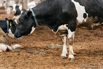 Cow with a collar in a farm