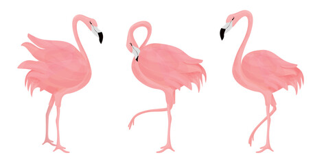 Set of pink flamingos. Exotic birds isolated on white background.