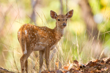 Young Spotted Deer grazing on the forest floor looking out for Tigers in Tadoba National Park, India