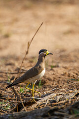 Yellow-wattled Lapwing running along the ground in Bandhavgarh, India
