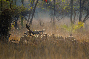 Vultures fight over a  carcass in Bandhavgarh, India