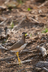 Yellow-wattled Lapwing running along the ground in Bandhavgarh, India 