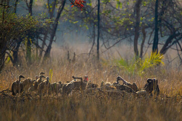 Vultures fight over a  carcass in Bandhavgarh, India