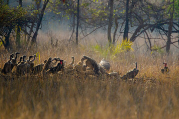 Vultures fight over a  carcass in Bandhavgarh, India