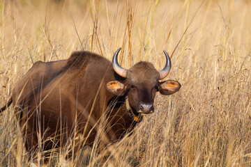 Indian Bison or Gaur, with a radio collar, walking through the grass to a waterhole in Bandhavgarh,...