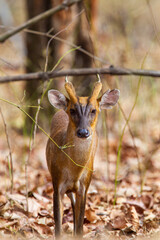 Indian Muntjac Deer stalking along a road eating the green grass, Bandhavgarh, India