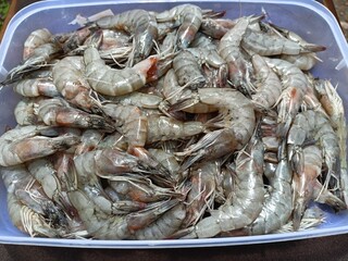 Fresh shrimp in plastic containers for sale in the market