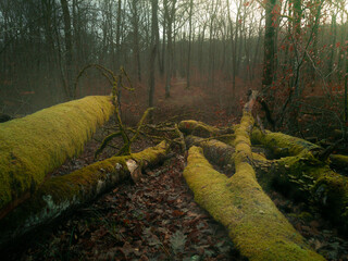 Fallen trees in forest