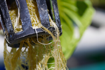 Close-up photo of clean and healthy hydroponic root vegetables. Vegetable hydroponics