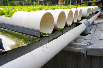 Water flows out of the hydroponic pipe into the reservoir. Hydroponic plumbing system.