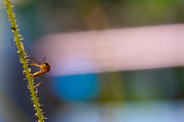 Mosquito insects caught by Drosera Filiformis. The sticky trap of Drosera Byblis Liniflora. Sundews...