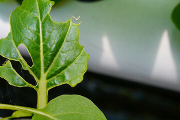 Close-up photo of hydroponic vegetable infected with fleas and mites. mustard leaves are hollow and...