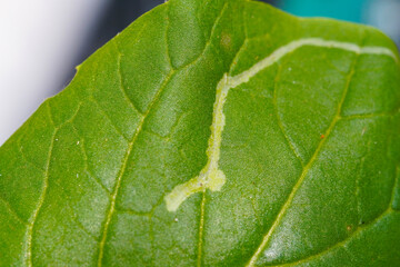 Leafminer flies damage hydroponic vegetables. Close-up photo of hydroponic vegetable leaves infected with leafminer fly.