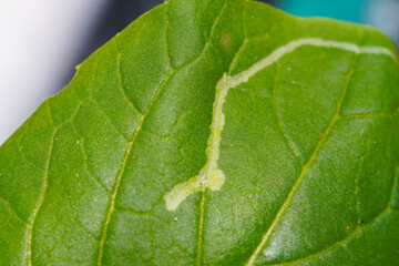 Leafminer flies damage hydroponic vegetables. Close-up photo of hydroponic vegetable leaves...