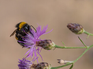 Eine Hummel sucht Nahrung in einer pinken Distelblüte
