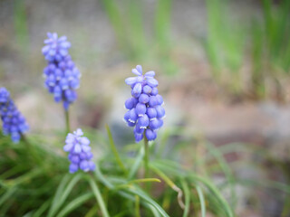 青紫色のムスカリの花が咲く