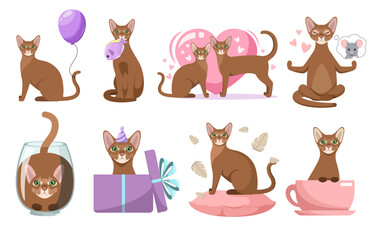 A set of Abyssinian cats on a white background. Cartoon design.
