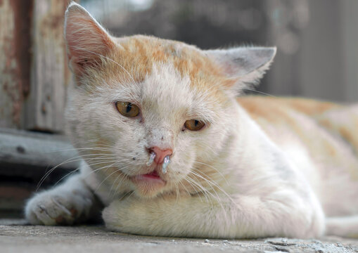 sick, snotty brown-and-white stray cat abandoned on the street. The topic of veterinary medicine.
