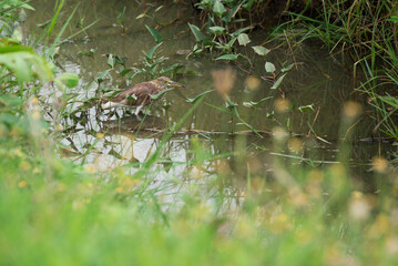 White snowy egret on rice paddy