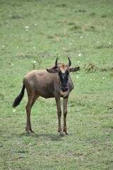 Wildebeest in the field 
