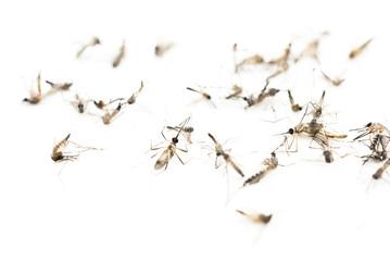 Dead mosquitoes on white background