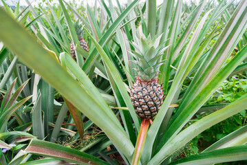 Fototapeta premium Pineapple plant field, Pineapple tropical fruit growing in garden