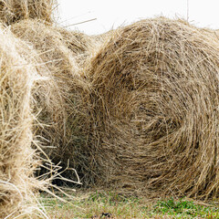 Stack of hay. Autumn background. The hay is twisted.